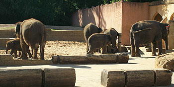 Der traditionelle HelferInnen-Ausflug des Ortsvereins führte in den Zoo Hannover