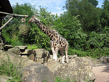 Der traditionelle HelferInnen-Ausflug des Ortsvereins führte in den Zoo Hannover